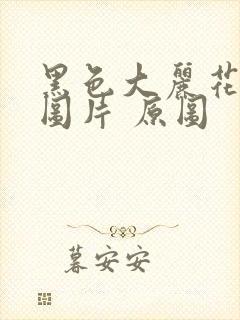 黑色大丽花真实图片 原图