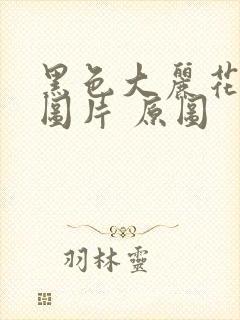 黑色大丽花真实图片 原图