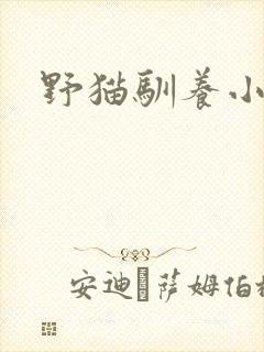 野猫驯养小说