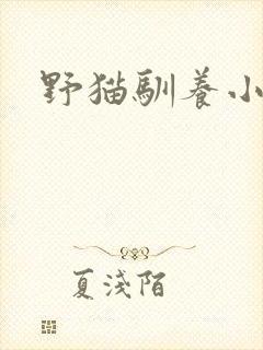 野猫驯养小说