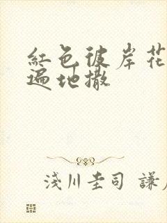 红色彼岸花花瓣遍地撒