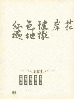 红色彼岸花花瓣遍地撒