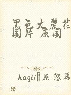 黑色大丽花真实图片 原图