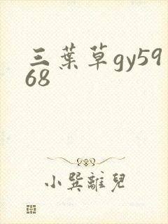 三叶草gy5968