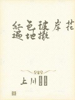 红色彼岸花花瓣遍地撒