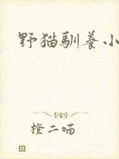 野猫驯养小说