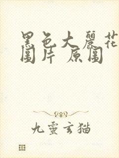 黑色大丽花真实图片 原图