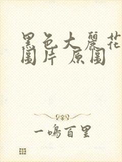 黑色大丽花真实图片 原图