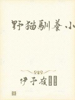 野猫驯养小说