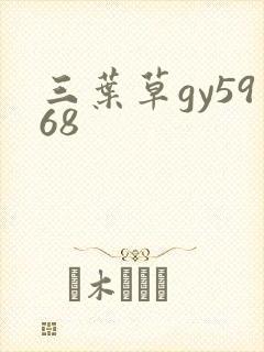 三叶草gy5968