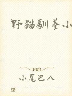 野猫驯养小说