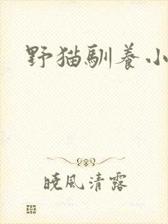 野猫驯养小说