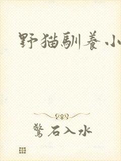 野猫驯养小说