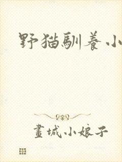 野猫驯养小说