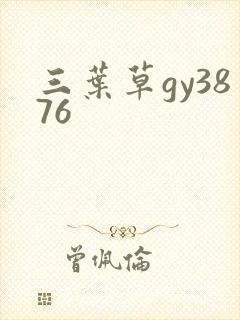 三叶草gy3876
