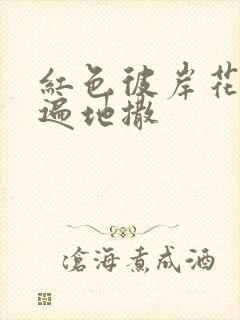 红色彼岸花花瓣遍地撒