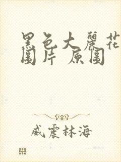 黑色大丽花真实图片 原图