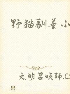 野猫驯养小说
