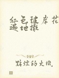 红色彼岸花花瓣遍地撒