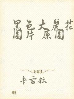 黑色大丽花真实图片 原图