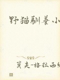 野猫驯养小说