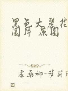 黑色大丽花真实图片 原图