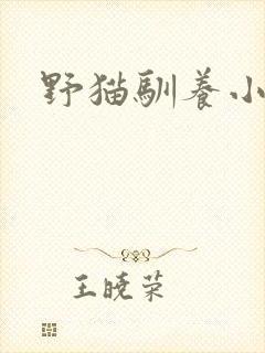 野猫驯养小说
