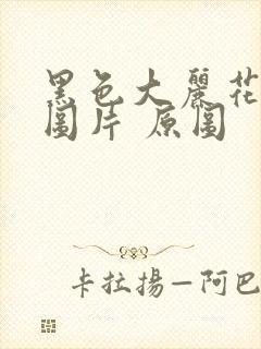 黑色大丽花真实图片 原图