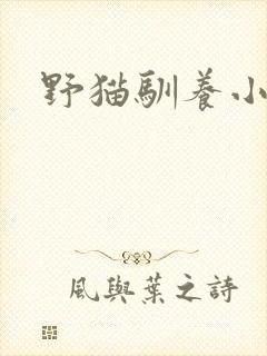 野猫驯养小说