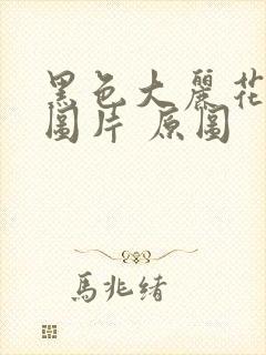 黑色大丽花真实图片 原图