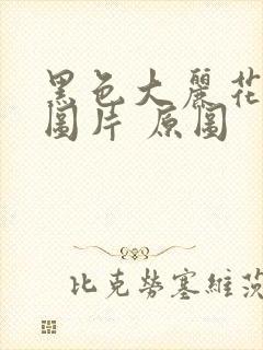 黑色大丽花真实图片 原图