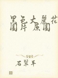 黑色大丽花真实图片 原图