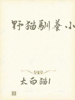 野猫驯养小说