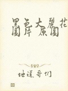 黑色大丽花真实图片 原图