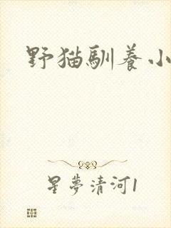 野猫驯养小说