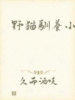 野猫驯养小说