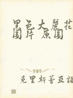 黑色大丽花真实图片 原图