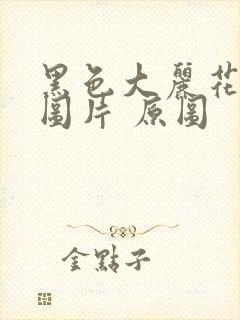 黑色大丽花真实图片 原图