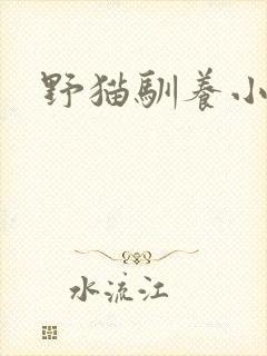 野猫驯养小说