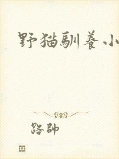 野猫驯养小说