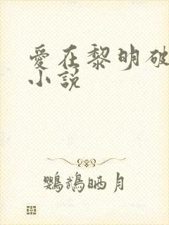 爱在黎明破晓前小说