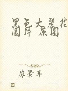 黑色大丽花真实图片 原图