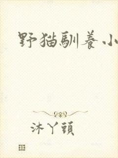 野猫驯养小说