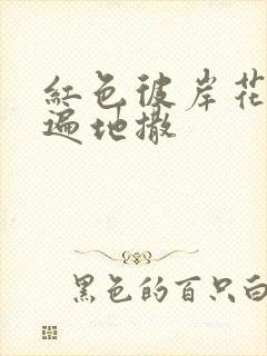 红色彼岸花花瓣遍地撒