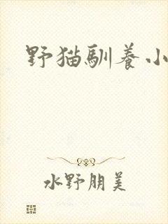 野猫驯养小说
