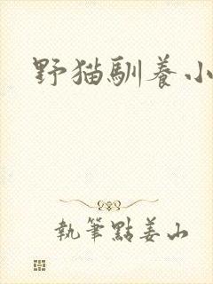 野猫驯养小说