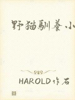 野猫驯养小说