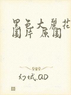 黑色大丽花真实图片 原图