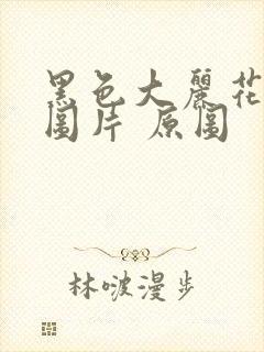 黑色大丽花真实图片 原图