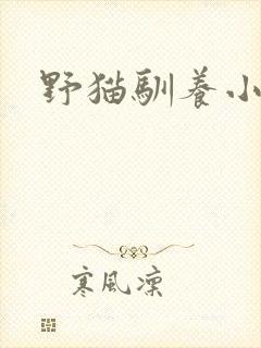 野猫驯养小说